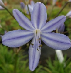 Agapanthus 'Gayles Lilac'